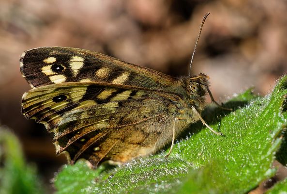 MIT FLECKEN, CHARME UND FLÜGELN - DAS WALDBRETTSPIEL