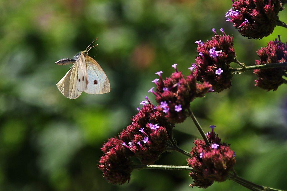 mit Flugschwung zur nächsten Blüte