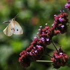 mit Flugschwung zur nächsten Blüte