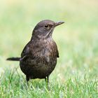 Mit Frau Amsel auf Augenhöhe