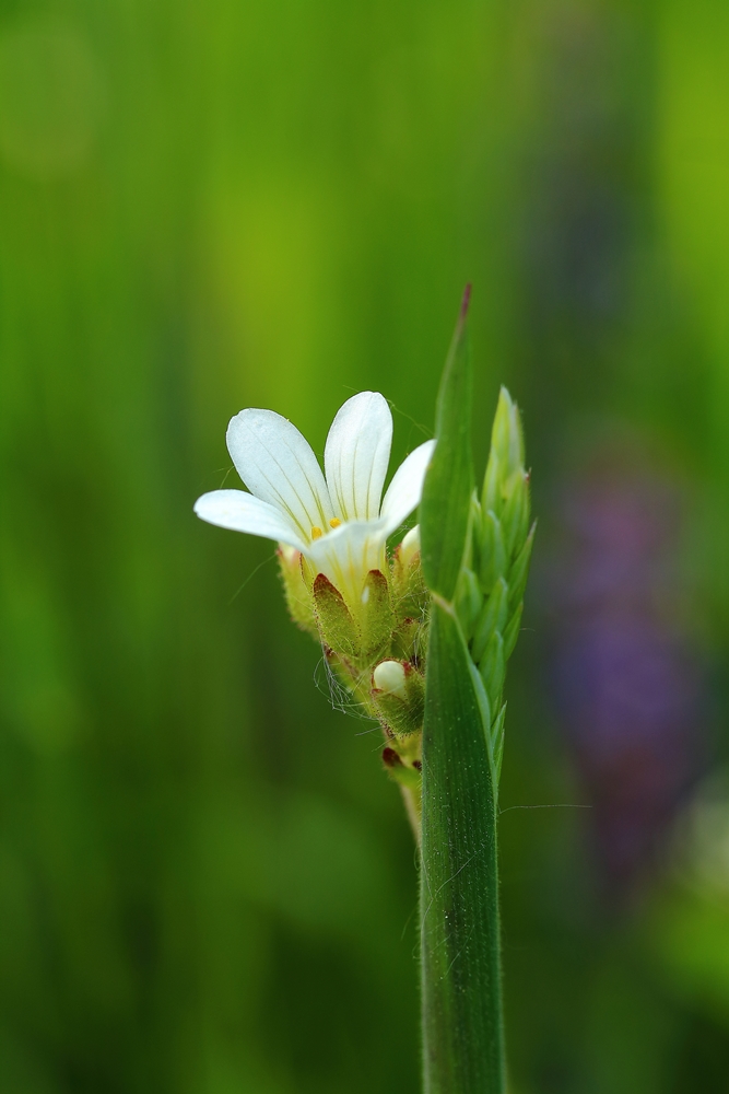 Mit fremder Blüte geschmückt