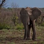 Mit Freundlichkeit und Güte vermag man sogar einen Elefanten...