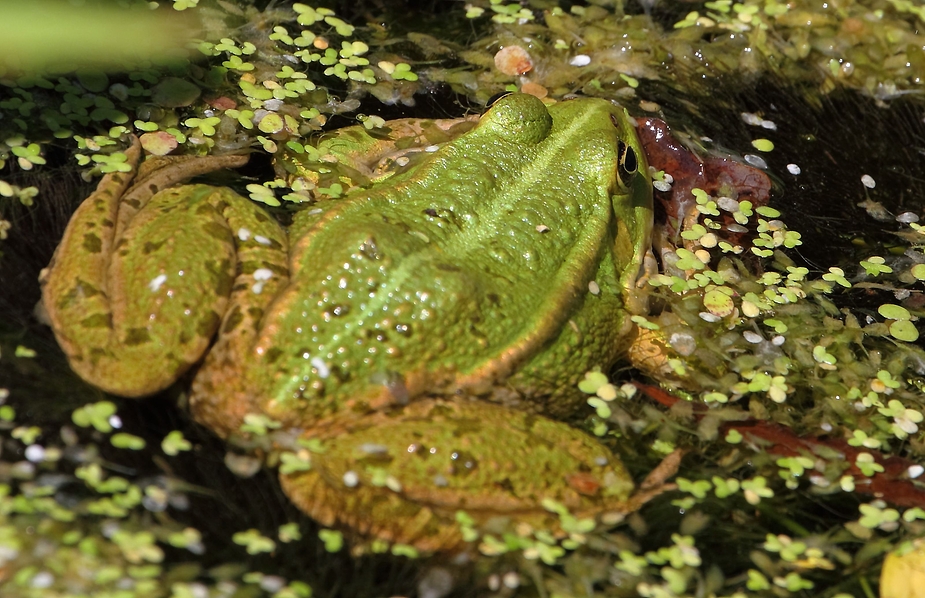 Mit Frosches - Augen oder "aus der Froschperspektive"