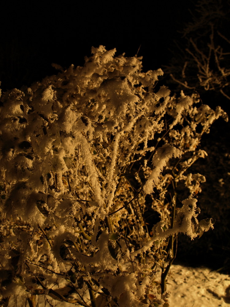 Mit Frost Überzogener Strauch