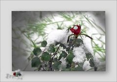 Mit Frühling im Sehnen