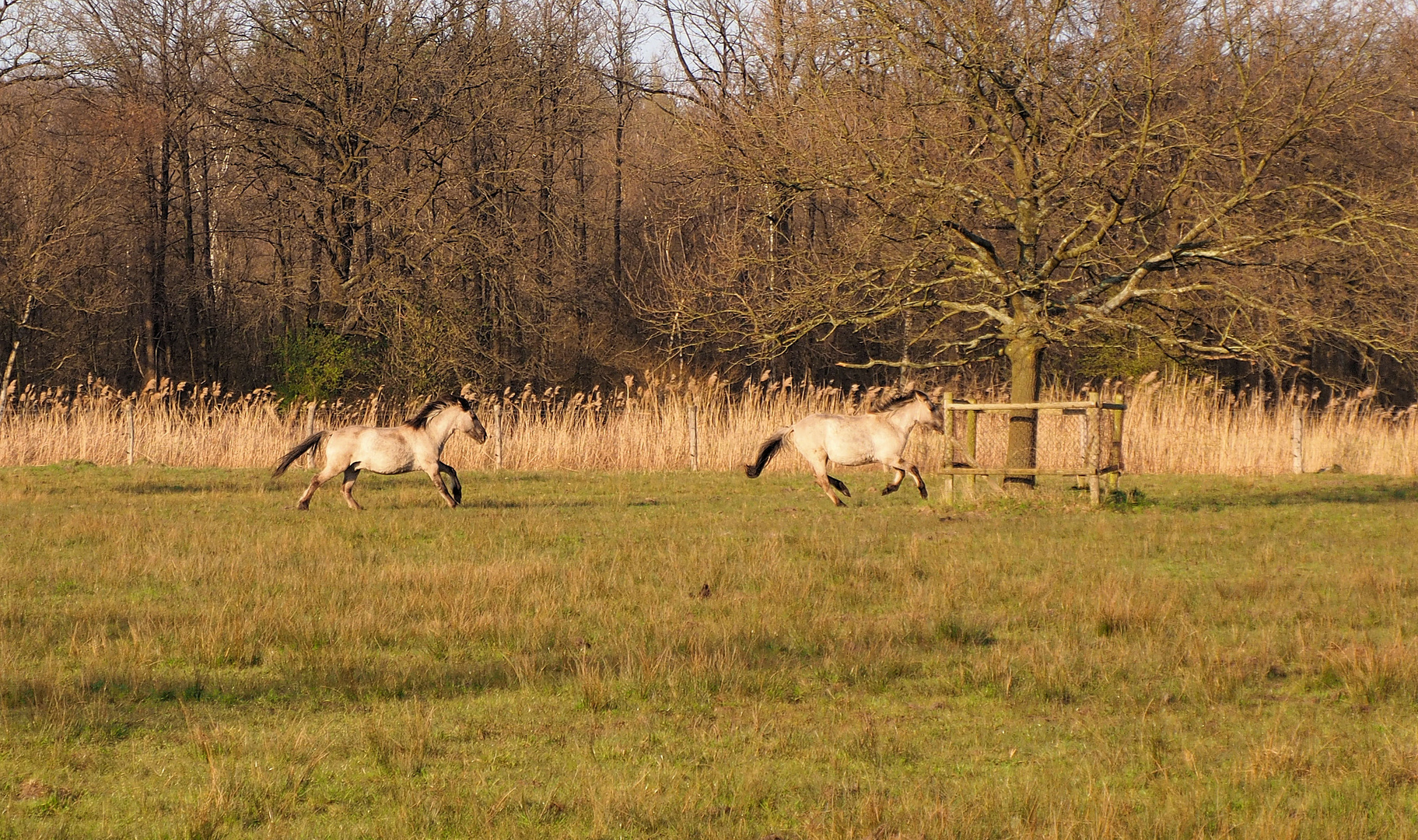 Mit Galopp ins Wochenende...