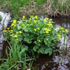 mit gelben Blüten