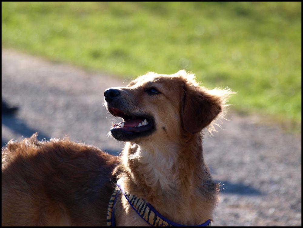 >>mit geld kannst du dir einen wirklich guten hund kaufen...