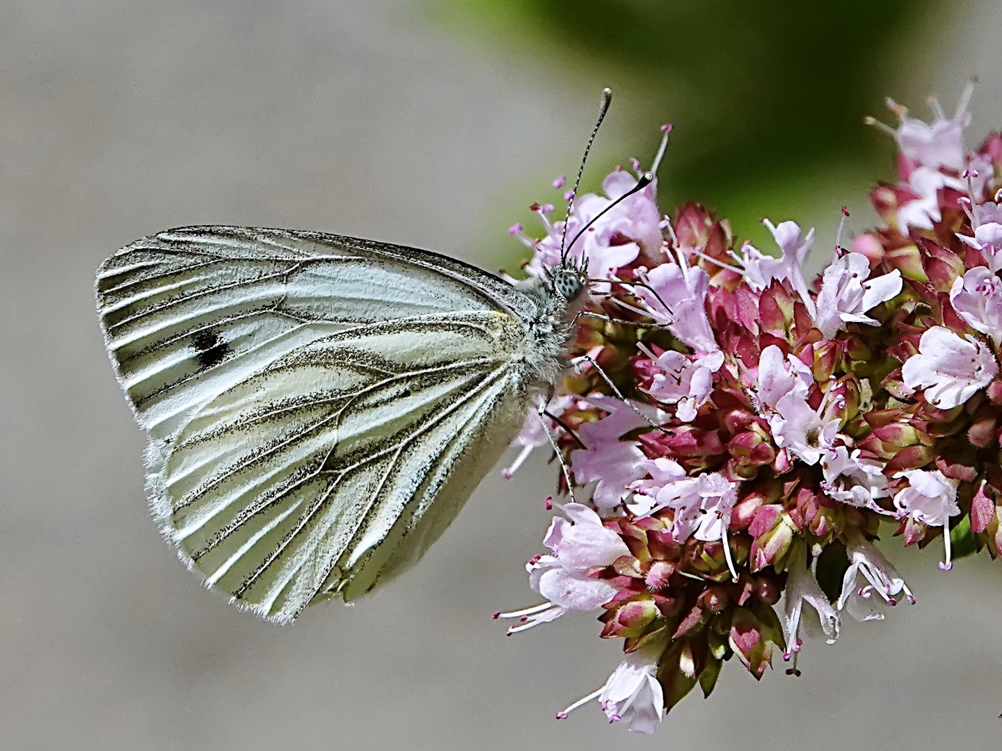 mit Genuss an der Blüte