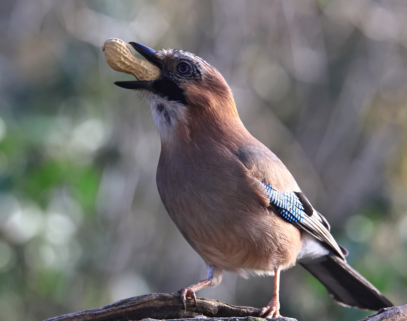 mit Geschenk - Garrulus glandarius oder Eichelhäher