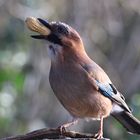 mit Geschenk - Garrulus glandarius oder Eichelhäher