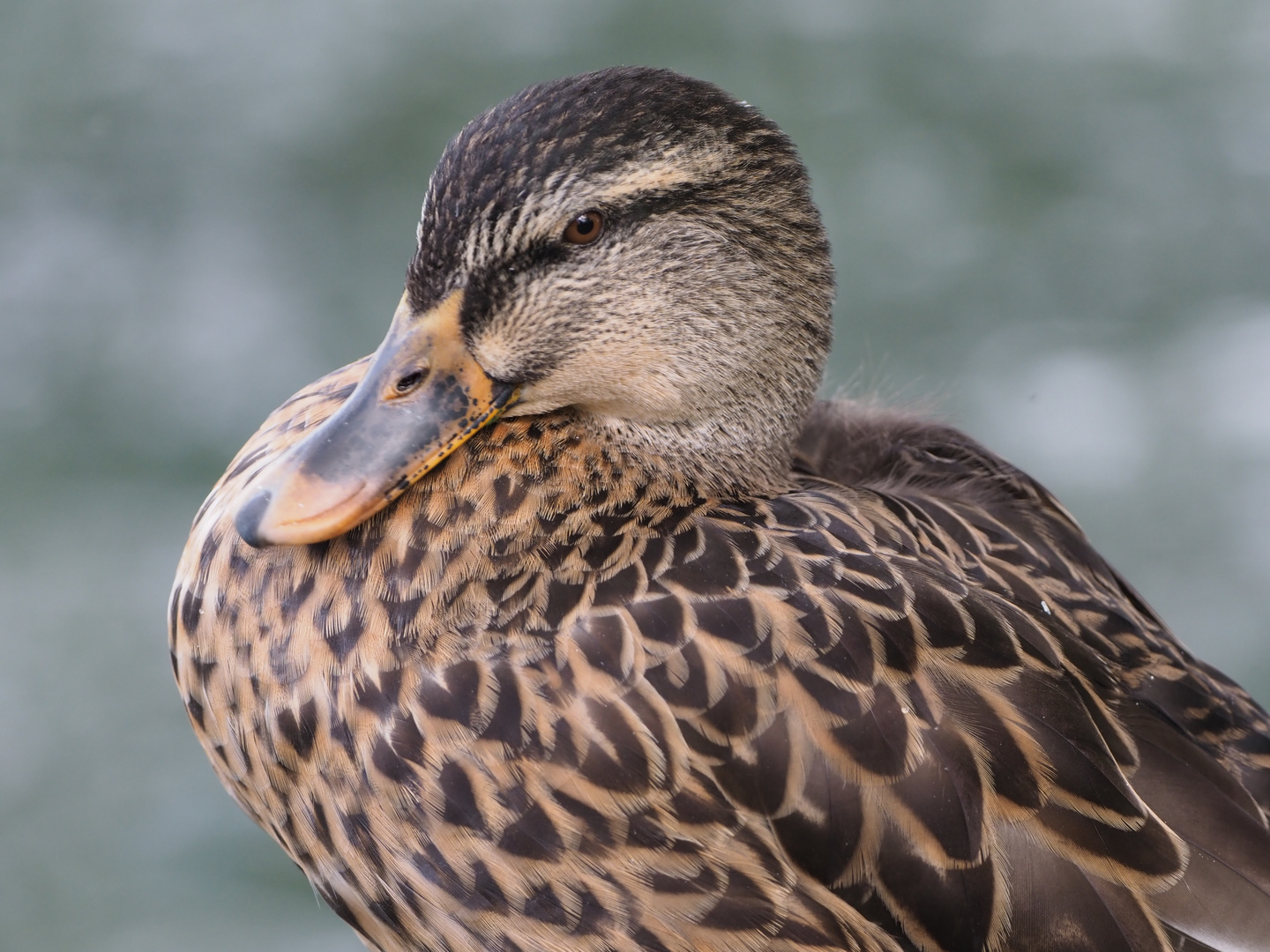 Mit geschwellter Brust. Stockente am Thunersee