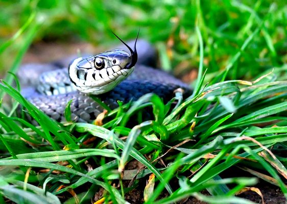 Mit gespaltener Zunge