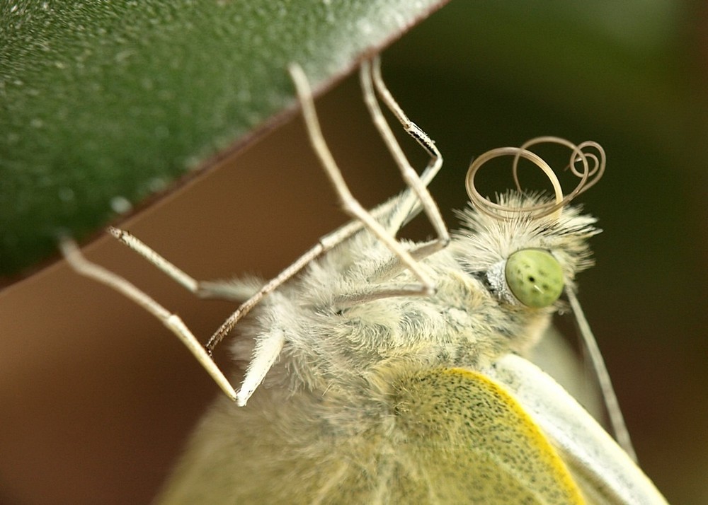 Mit gespaltener Zunge reden Foto & Bild insekten 2008, spezial Bilder