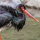 mit gesträubtem Gefieder ... (Begegnungen im Zoo, 12)