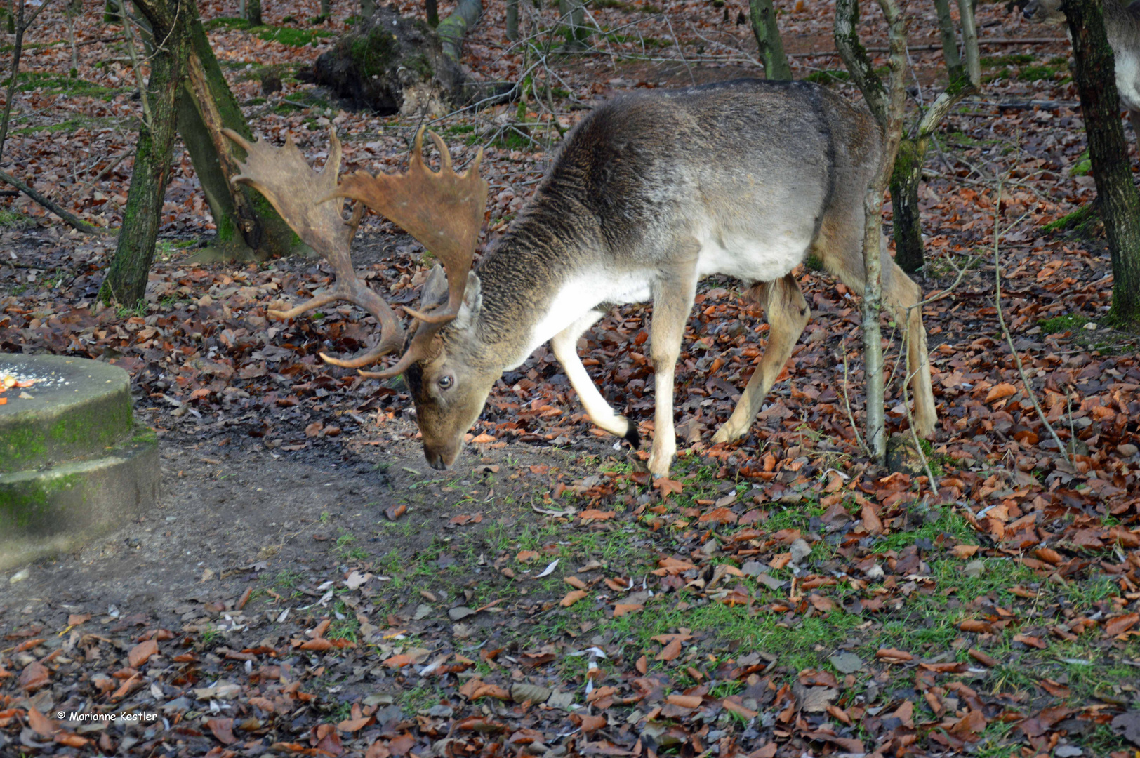 Mit Geweih durchs Gestrüpp