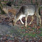 Mit Geweih durchs Gestrüpp