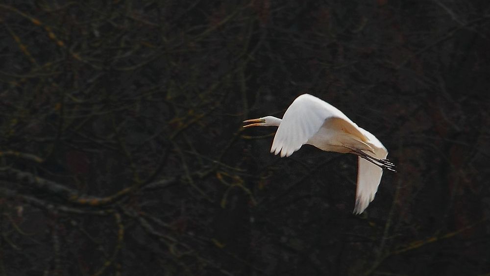 Mit großem Gemaule - fliegt ein Silberreiher vorbei