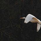 Mit großem Gemaule - fliegt ein Silberreiher vorbei