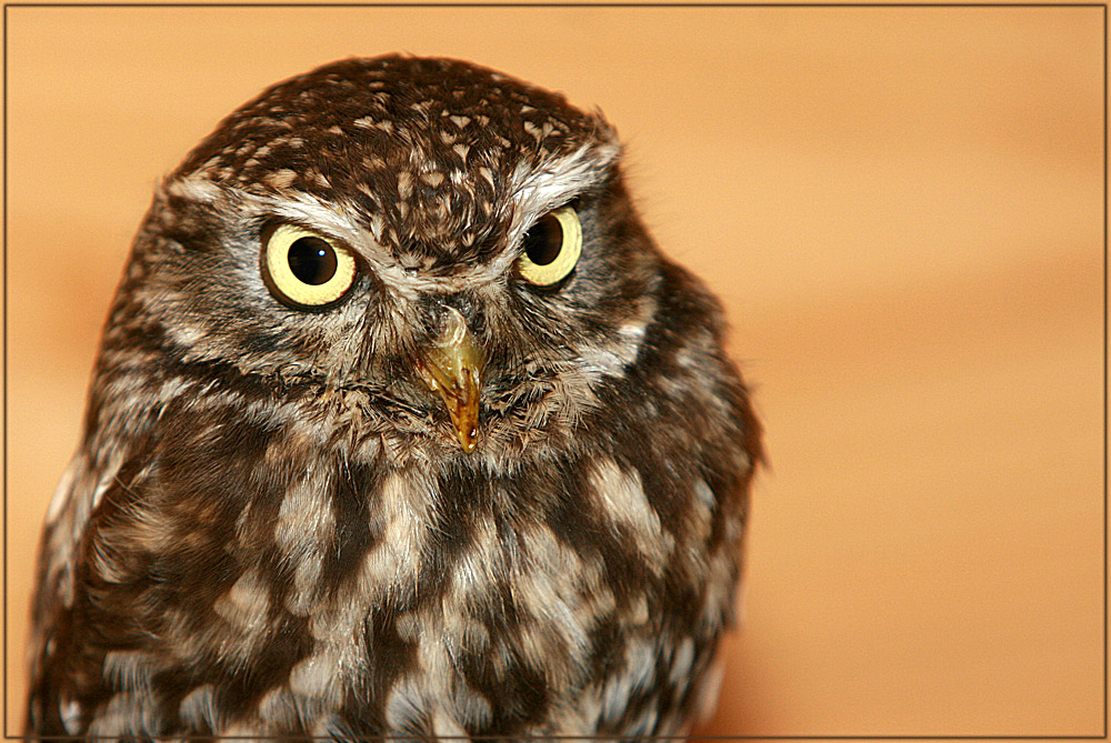 Mit grossen Augen... Foto & Bild tiere, zoo, wildpark & falknerei, vögel Bilder auf