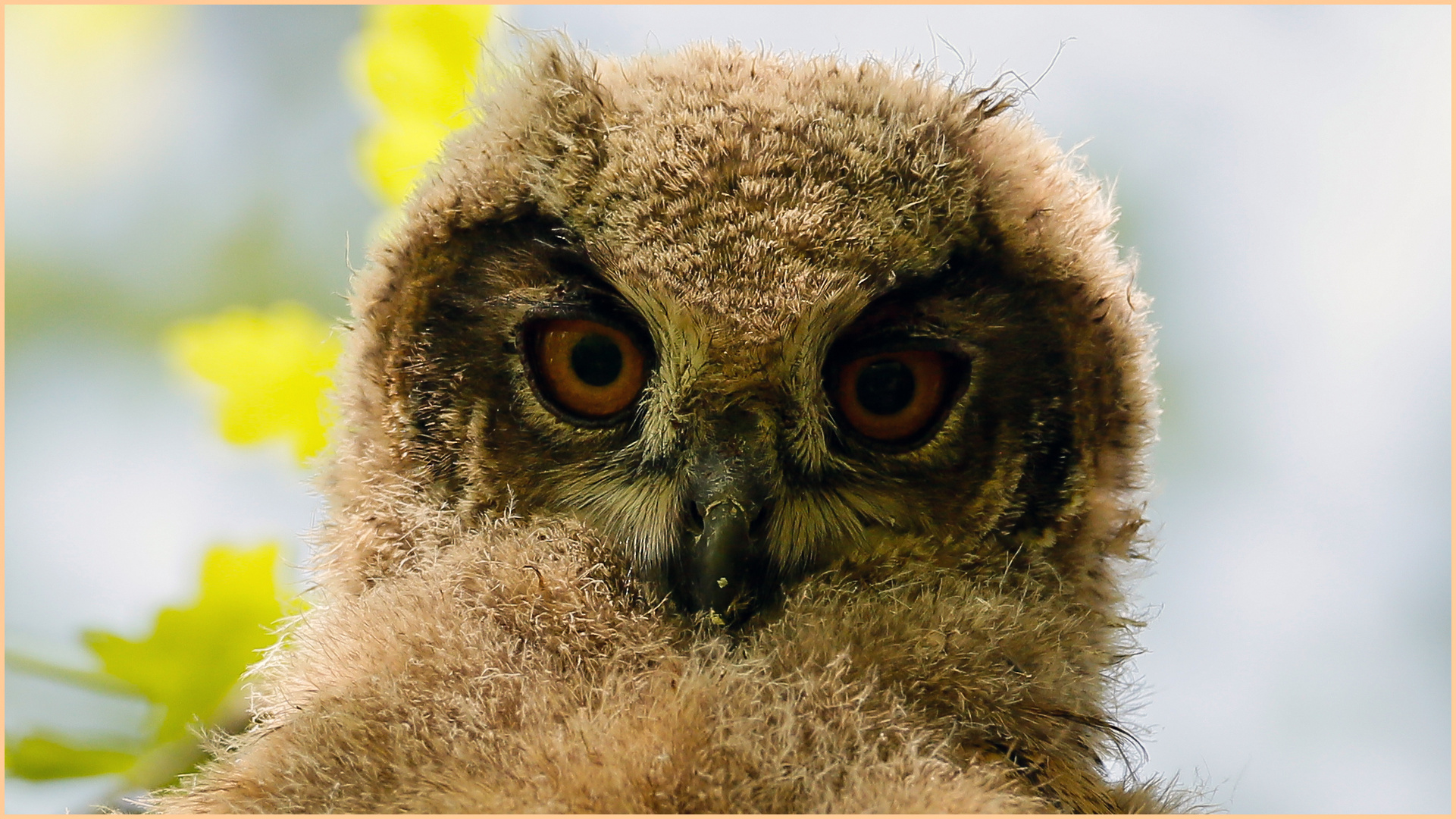 mit großen Augen.. Foto & Bild natur, tiere, wildlife Bilder auf