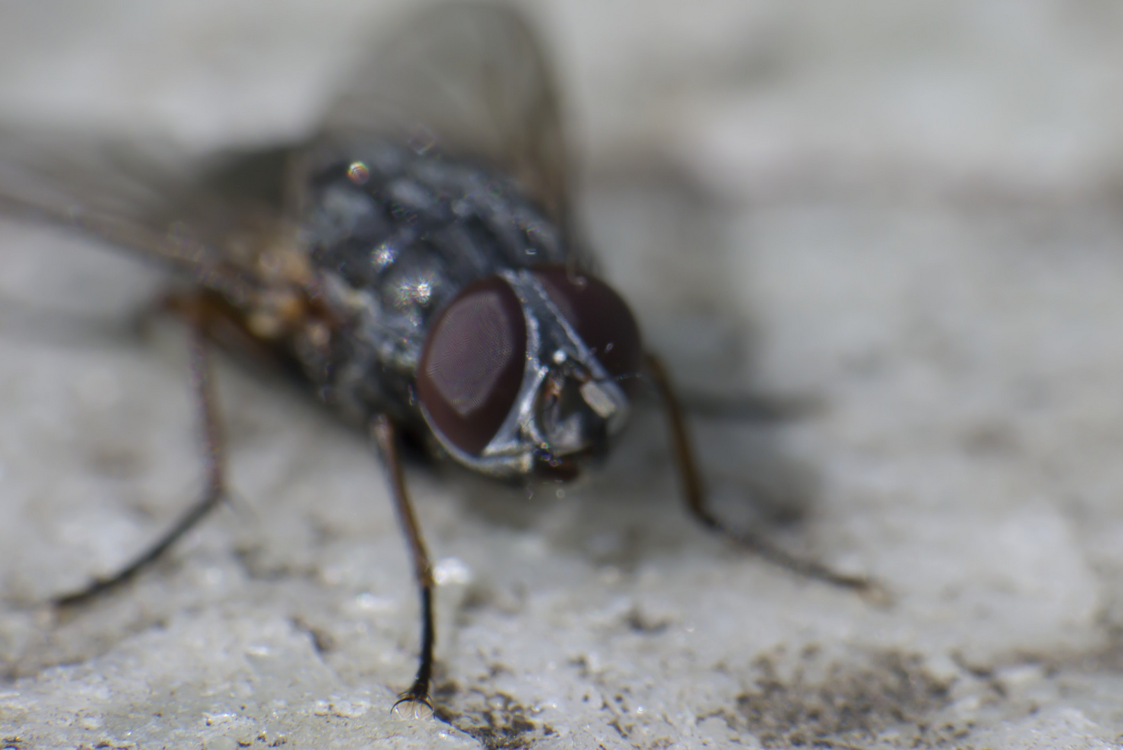 Mit Großen Augen Sieht Man Besser