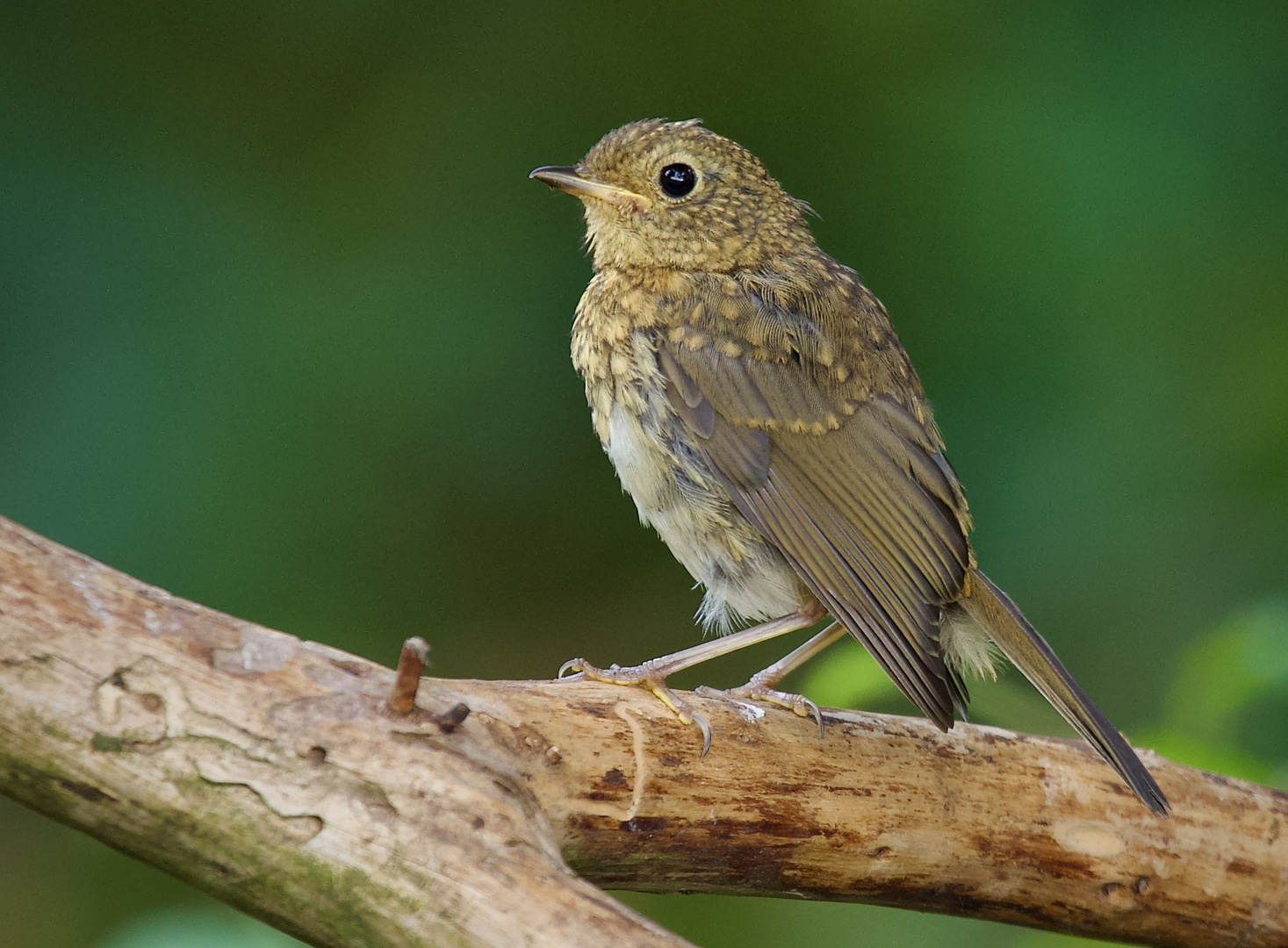 Mit großen Augen wird das Habitat sondiert......