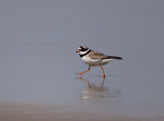 -.-.-.-   mit großen Schritten .-.-.-.-