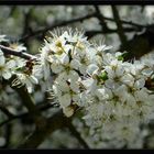 Mit großen Schritten in den Frühling