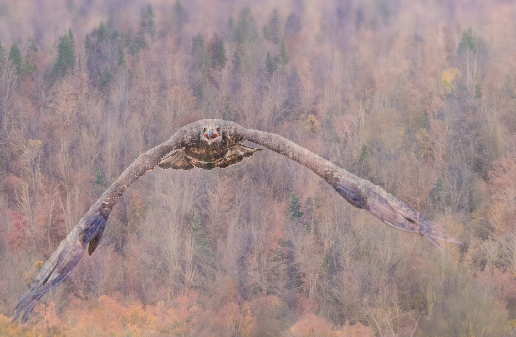 mit großen Schwingen durch die Luft......