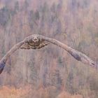 mit großen Schwingen durch die Luft......