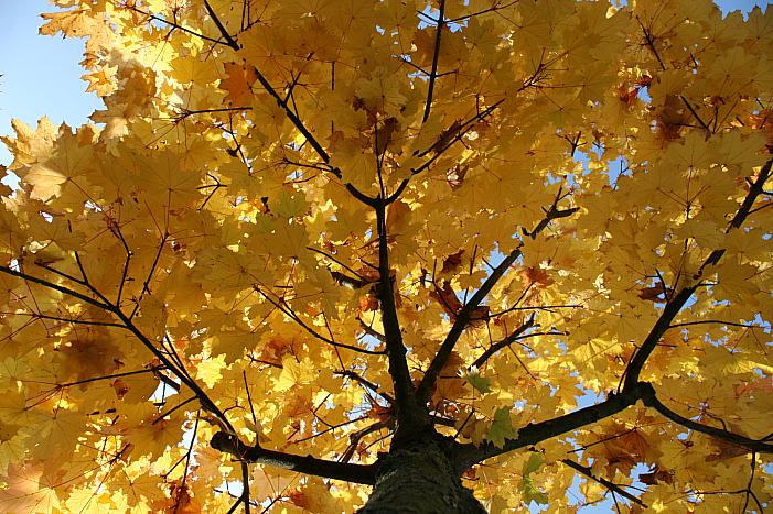 Mit Grüssen vom Herbst II