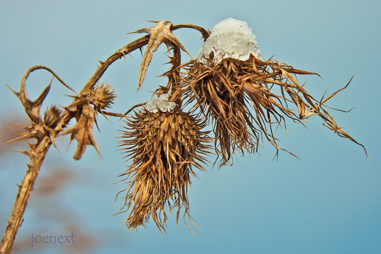 mit häubchen Foto &amp; Bild | jahreszeiten, winter, natur Bilder auf ...