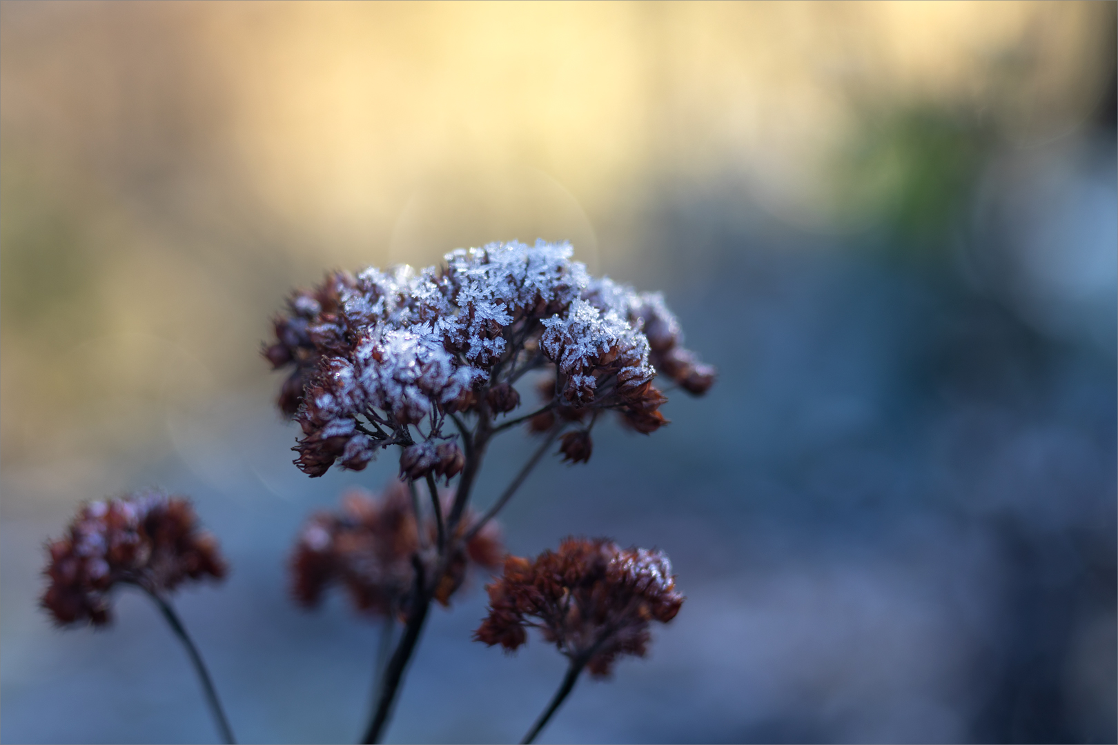 Mit Häubchen Foto &amp; Bild | art, spezial, makro Bilder auf fotocommunity