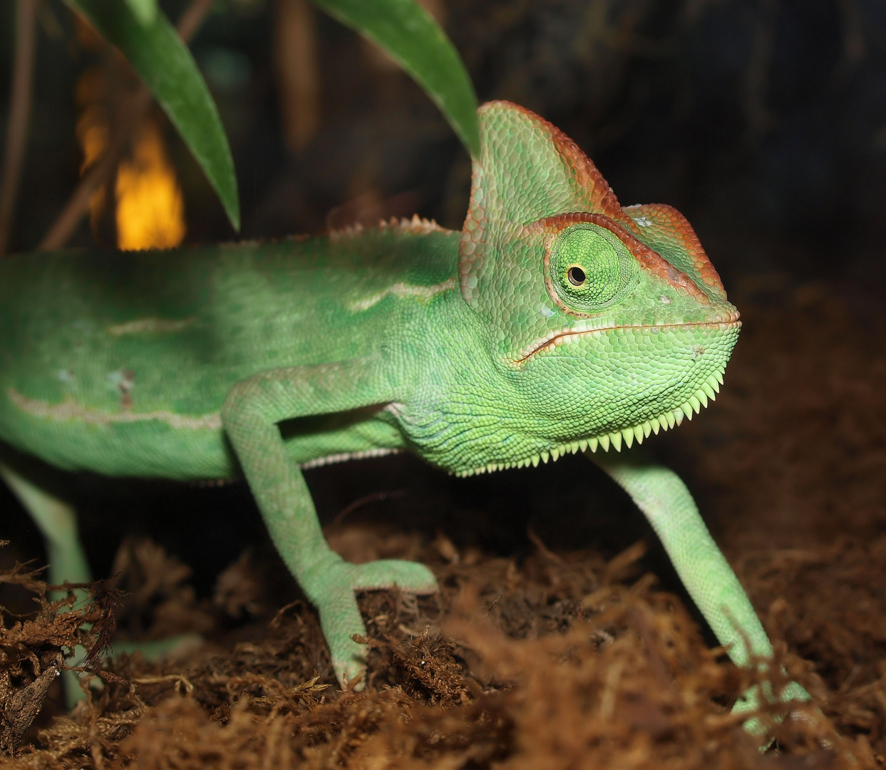 Mit Helm... Foto & Bild tiere, zoo, wildpark & falknerei, amphibien