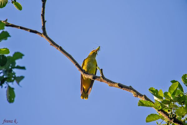    Mit Heuschrecken ziehen sie ihren Nachwuchs 