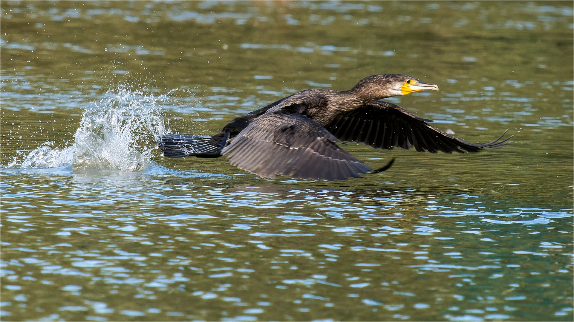 mit Highspeed in die Flugphase  .....