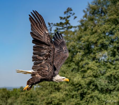 Mit hoch erhobenen Schwingen