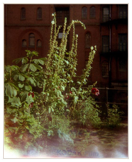 mit Holga in der Speicherstadt Hamburg - oder Blümchen für Holga