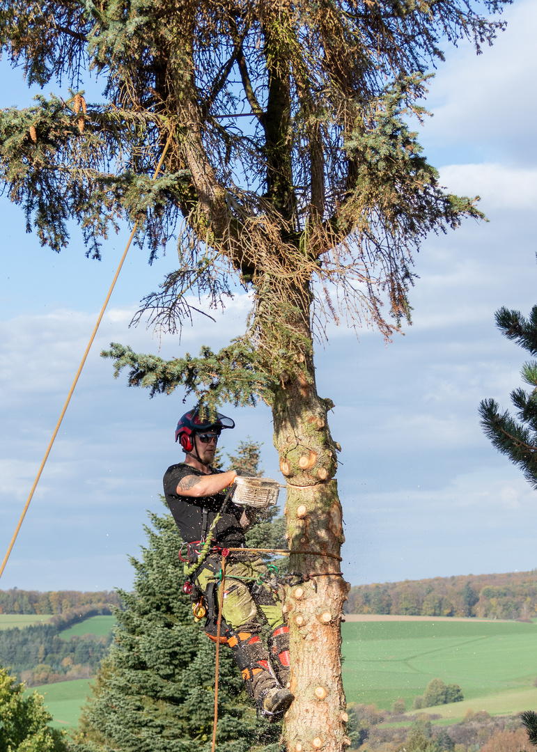 Mit Holzfällern auf Augenhöhe 