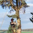 Mit Holzfällern auf Augenhöhe 