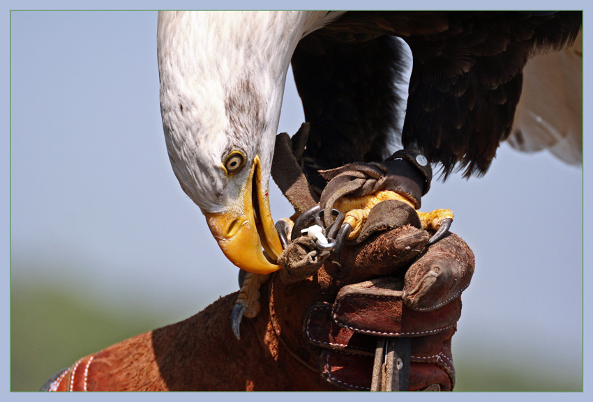 * mit Hünchen fängt man Adler *