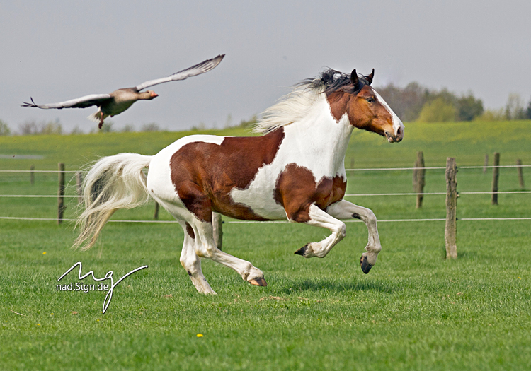 Mit Hufen & Schwingen