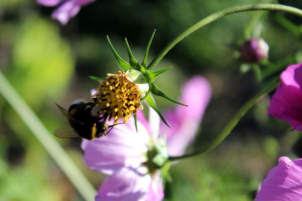 Mit Hummel