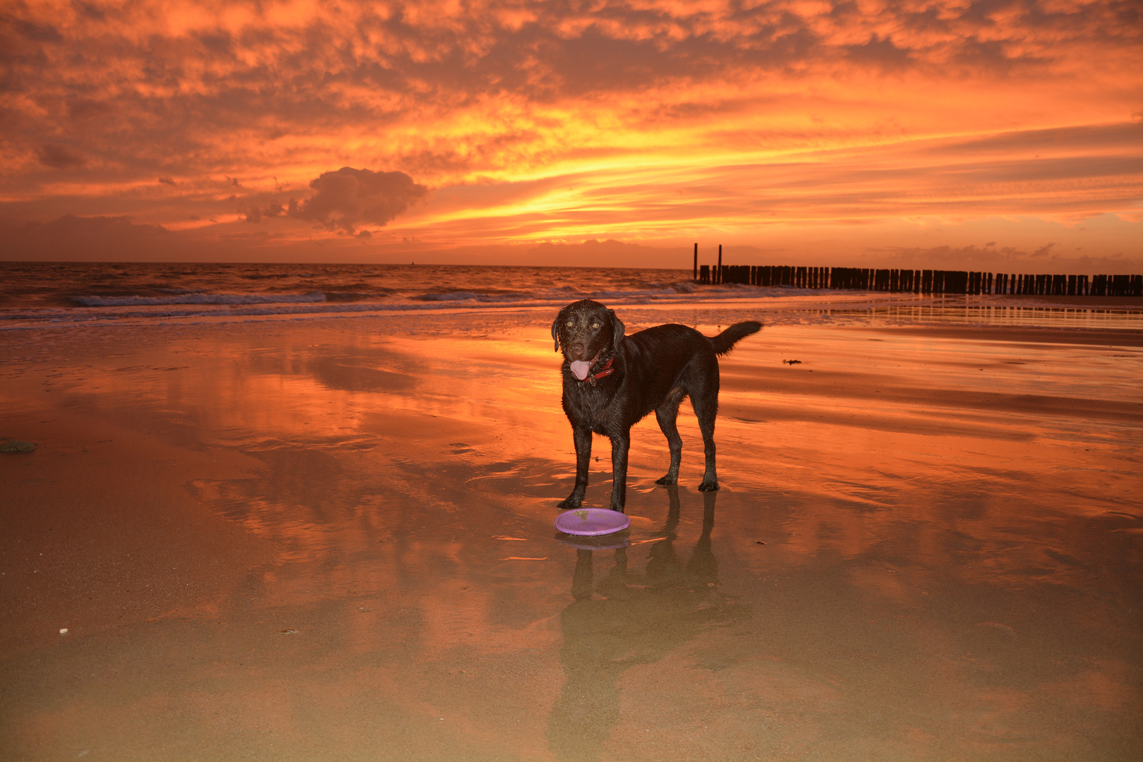 Mit Hund am Strand