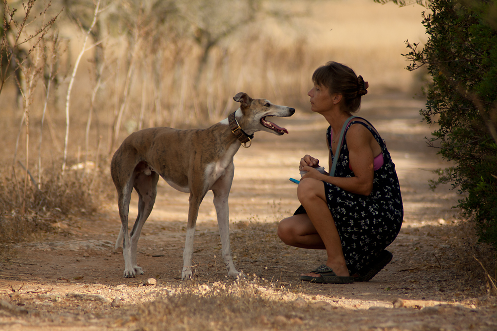 Mit Hunden flüstern