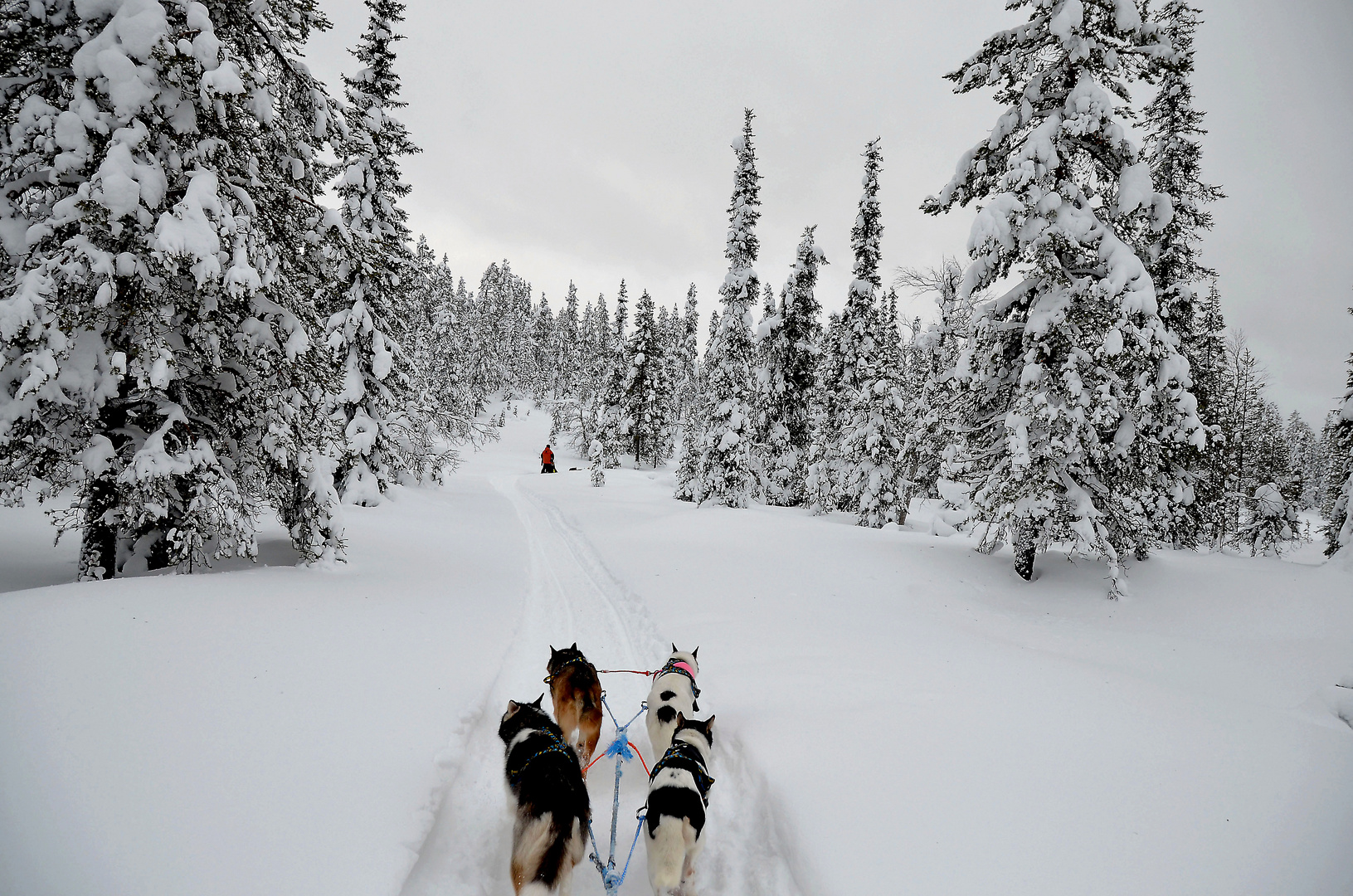 Mit Huskys durchs verschneite Lappland