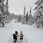 Mit Huskys durchs verschneite Lappland