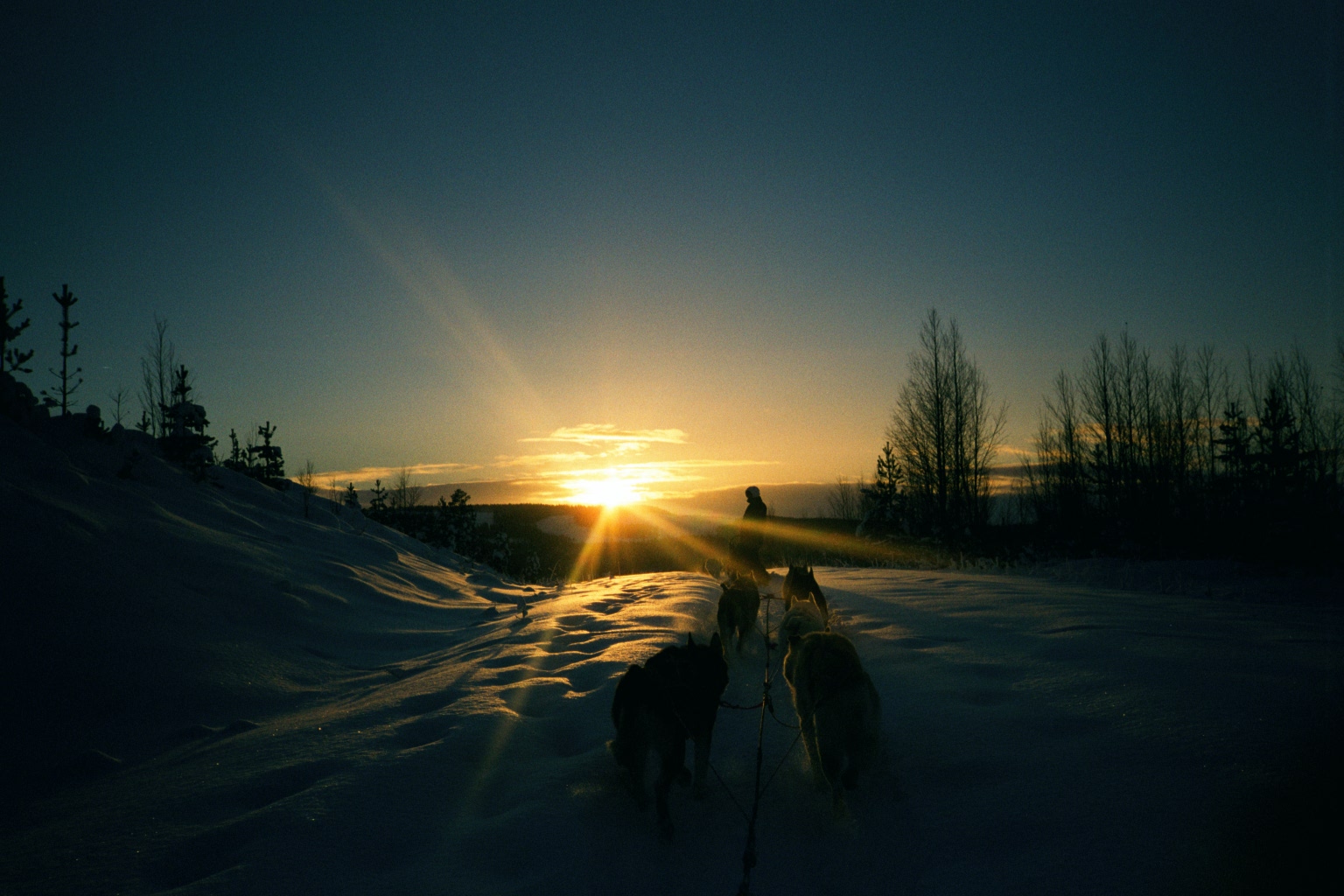 Mit Huskys in Lappland