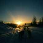 Mit Huskys in Lappland